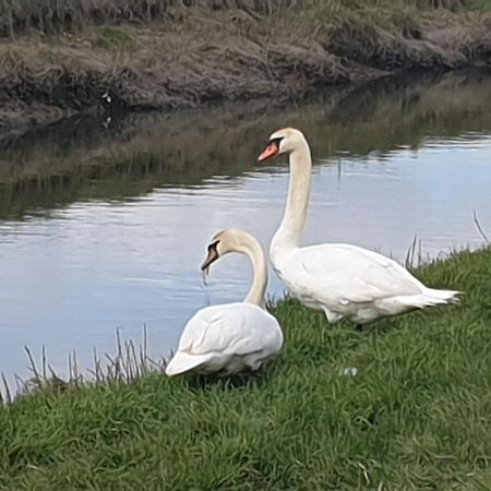 Delightful Cottage On The River Adur Close To Brighton & The Downs No Dogs Sorry Upper Beeding Eksteriør billede